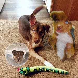 Meet your Posher, Elijah